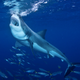 Image for article titled 10 reasons to bow down before your shark overlords